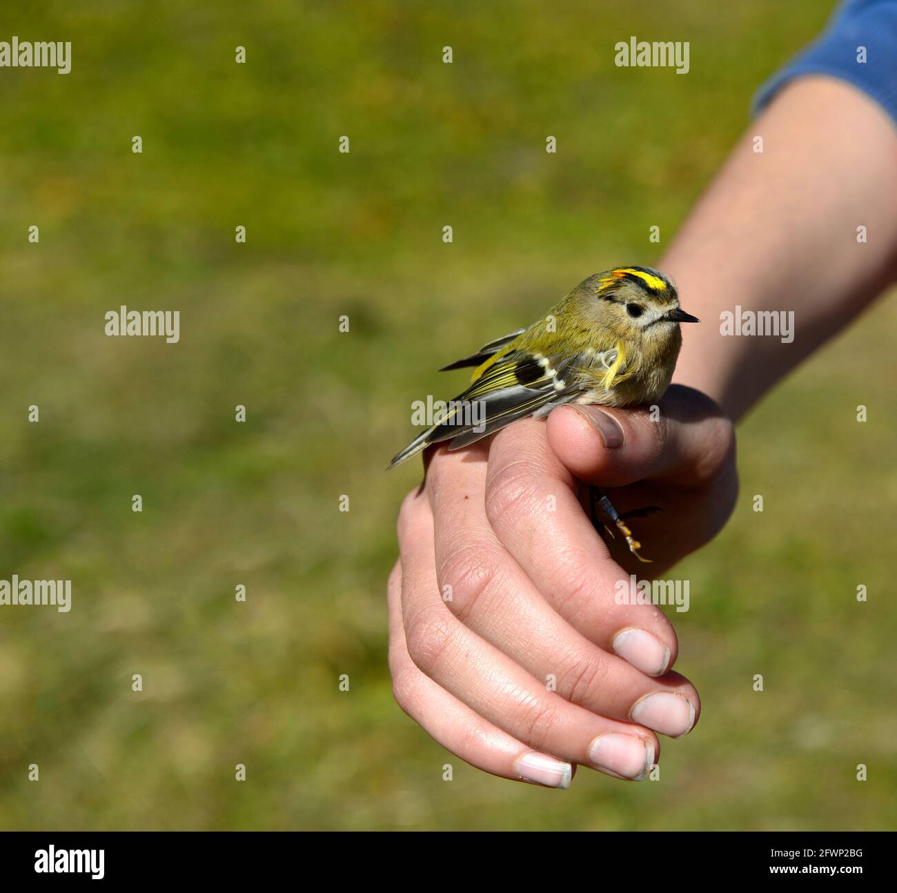 Goldcrest (Regulus regulus) sur la main d'un ornithologue pendant la baguage d'oiseaux, Col de la Croix, Bex, Vaud, Suisse Banque D'Images