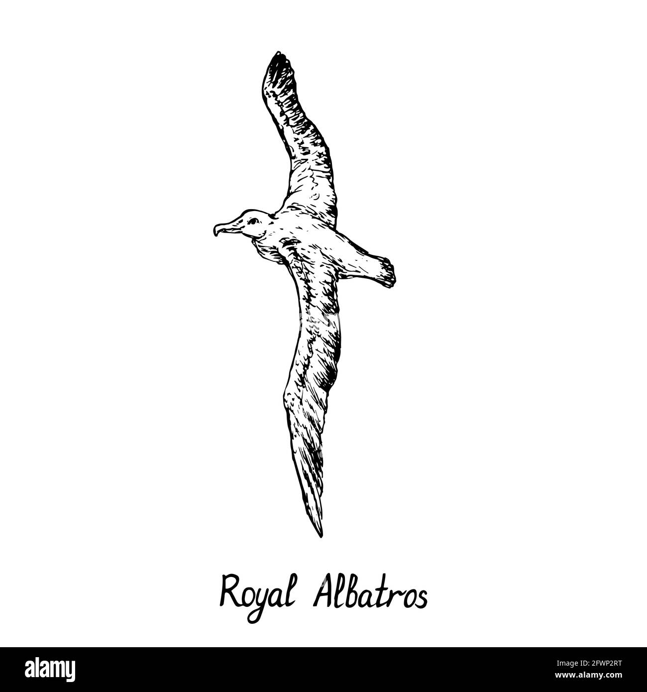 Royal Albatros vol, dessin à l'encre de style gravure avec inscription manuscrite Banque D'Images