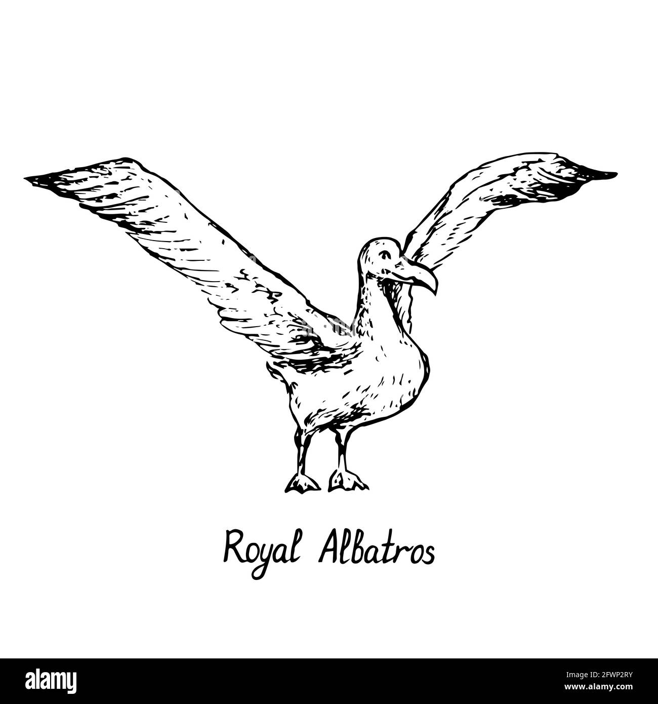 Royal Albatros debout avec des ailes ouvertes, dessin à l'encre de style gravure avec inscription manuscrite Banque D'Images