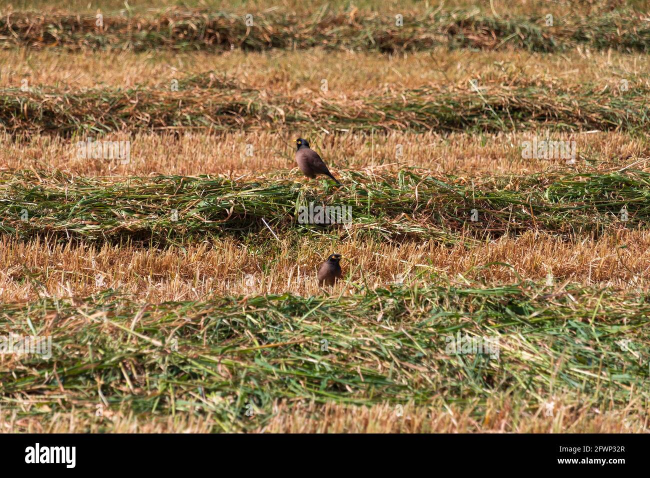 Gros plan d'oiseaux de myna sur le champ agricole avec des bandes de herbe fraîchement coupée Banque D'Images