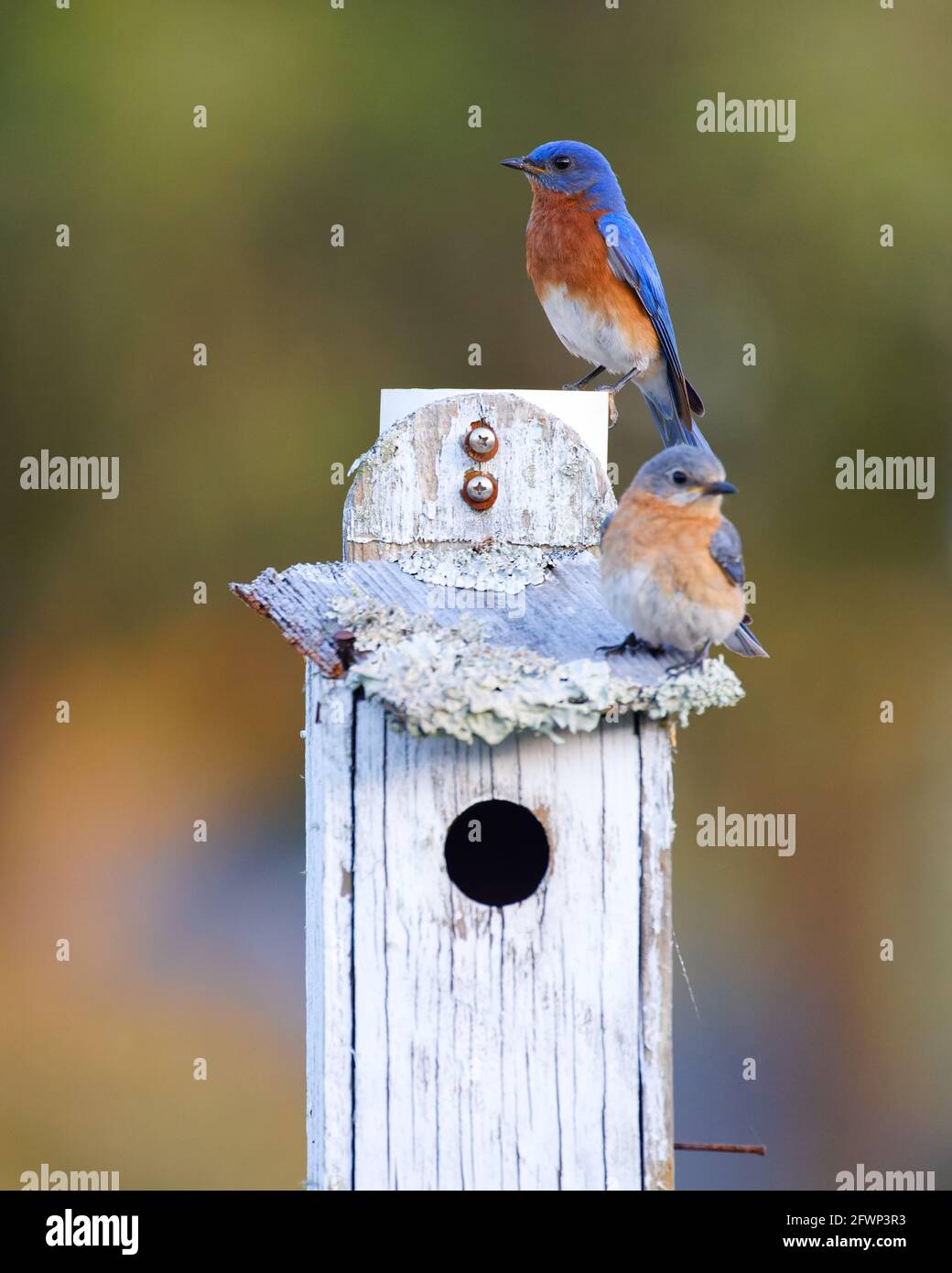 Une paire d'oiseaux bleus de l'est (Sialia sialis) perchée sur une maison d'oiseaux couverte de lichen contenant leurs poussins récemment éclos. Le mâle (backgroun Banque D'Images