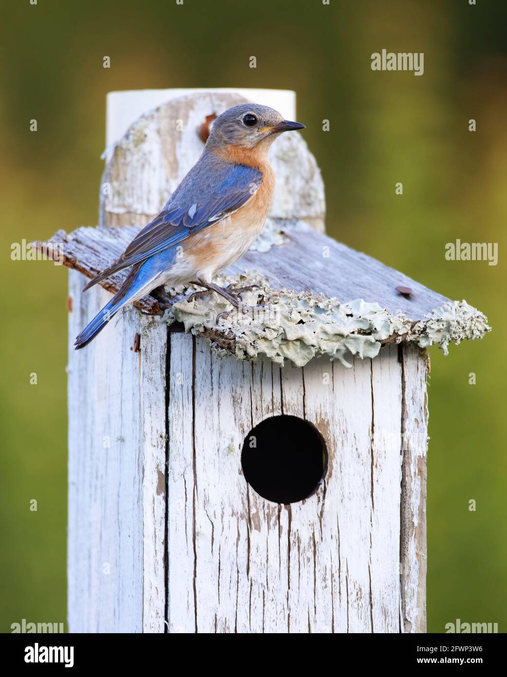La femelle est Bluebird (Sialia sialis) perche sur une maison d'oiseaux contenant ses poussins récemment éclos. Banque D'Images