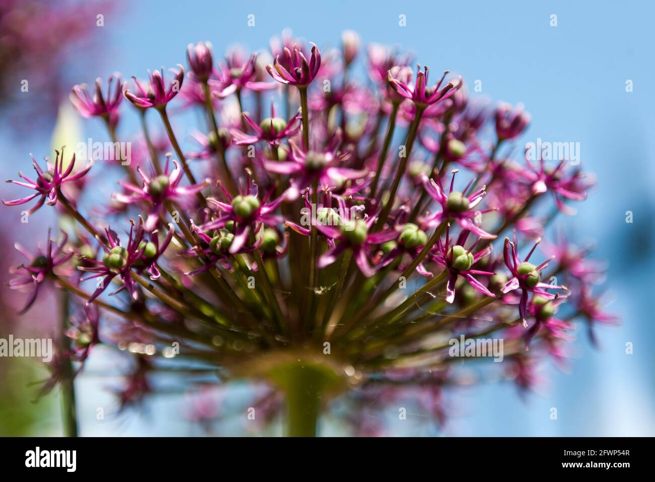 Gros plan d'Allium hollandicum 'Purple sensation' (Onion ornemental) croissant dans un jardin privé: Alverstoke, Gosport, Hampshire, Angleterre. ROYAUME-UNI Banque D'Images