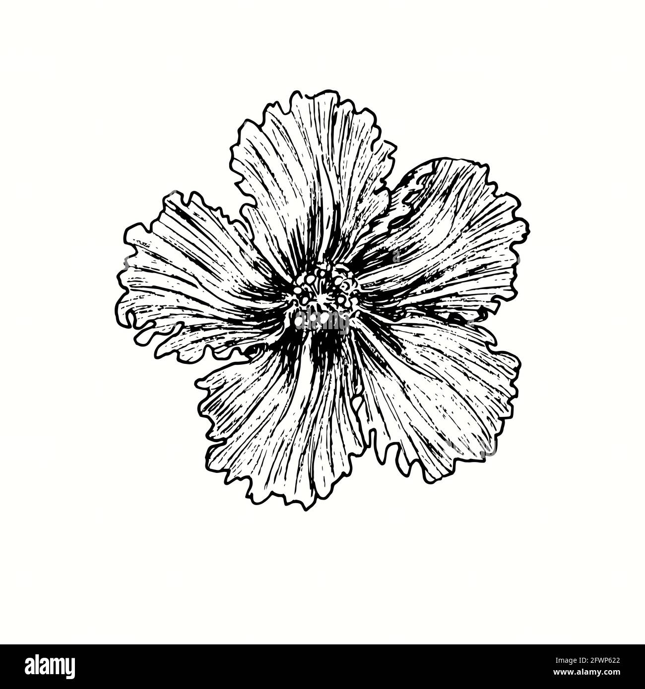Vue sur le front de la fleur de Hibiskus. Dessin d'une boisée noire et blanche à l'encre. Banque D'Images