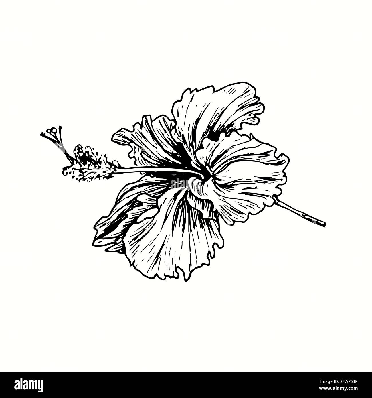 Vue latérale sur les fleurs de Hibiskus. Dessin d'une boisée noire et blanche à l'encre. Banque D'Images