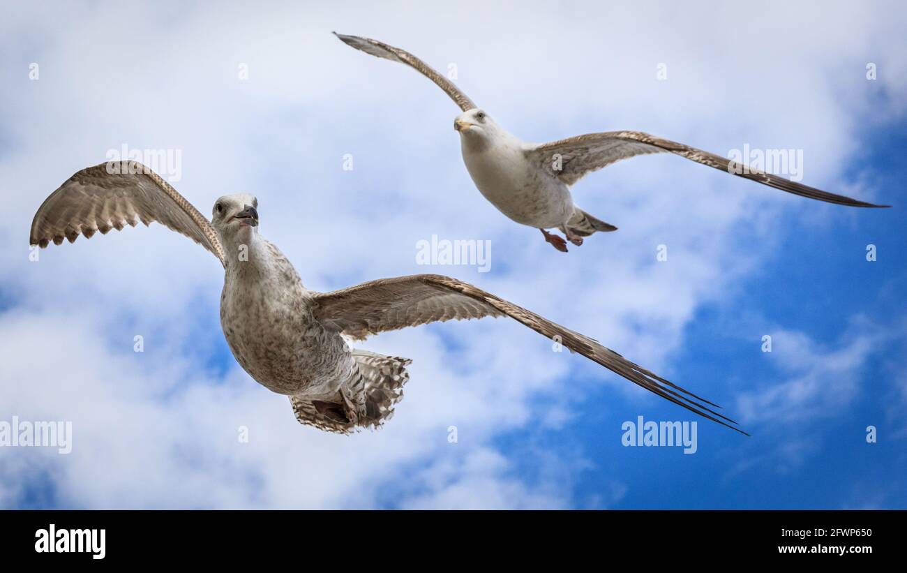 Goéland à bec circulaire ou mouette à bec (Larus delawarensis), juvénile (avant) et adulte, ailes écartés, ailes écartés, Angleterre, Royaume-Uni Banque D'Images