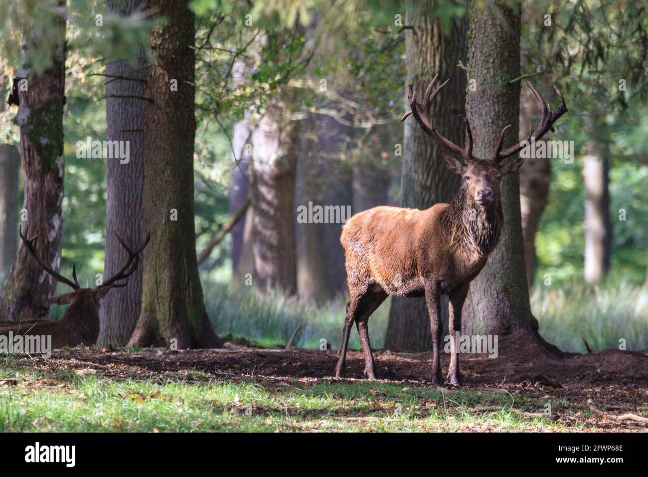 Un cerf de Virginie (cervus elaphus, homme) est fier de se présenter près de la forêt, boisée en Allemagne Banque D'Images