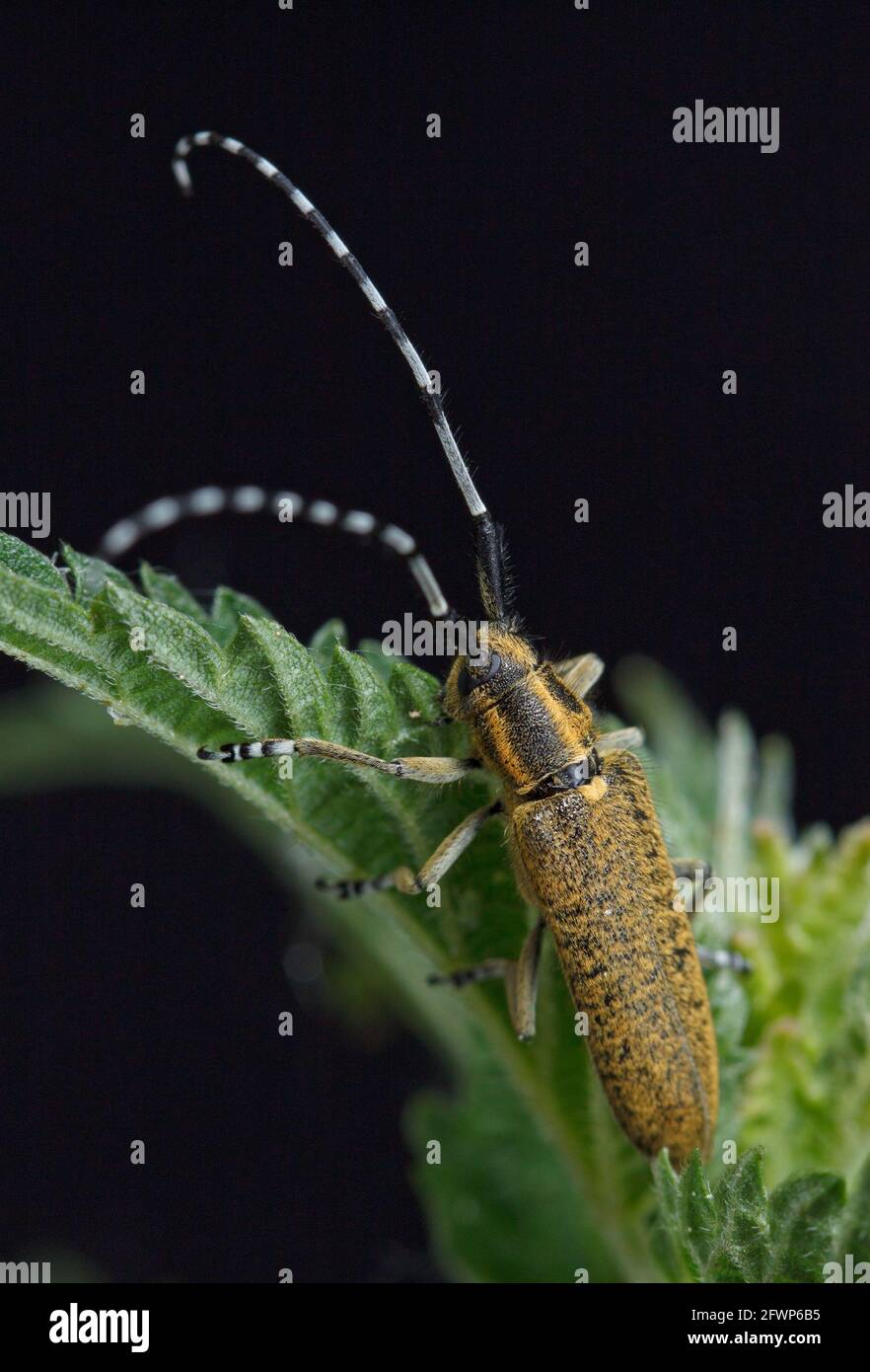 Le coléoptère gris à fleurs dorées (Agapanthia villosoviridescens) est isolé sur fond noir. Banque D'Images