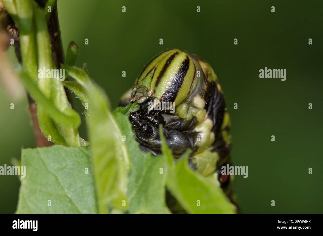 Caterpillar mange les feuilles du Convolvulus Banque D'Images
