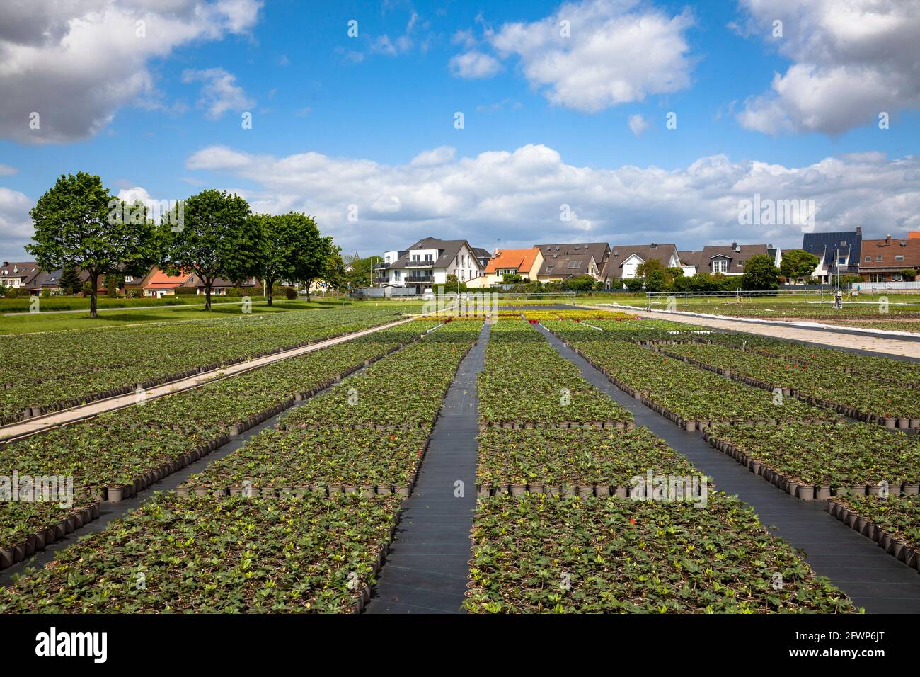 Pots de fleurs d'un grand jardin de pépinière, culture, Pulheim-Sinnersdorf, Rhénanie-du-Nord-Westphalie, Allemagne. Blumentoepfe einer Grossgaertnerei, Anzucht Banque D'Images