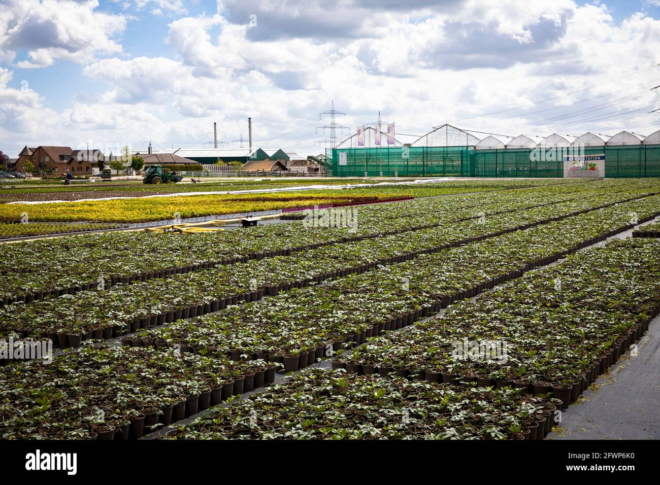 Pots de fleurs d'un grand jardin de pépinière, culture, Pulheim-Sinnersdorf, Rhénanie-du-Nord-Westphalie, Allemagne. Blumentoepfe einer Grossgaertnerei, Anzucht Banque D'Images