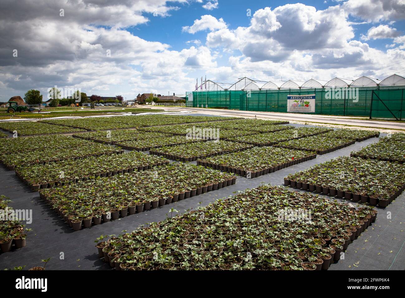 Pots de fleurs d'un grand jardin de pépinière, culture, Pulheim-Sinnersdorf, Rhénanie-du-Nord-Westphalie, Allemagne. Blumentoepfe einer Grossgaertnerei, Anzucht Banque D'Images