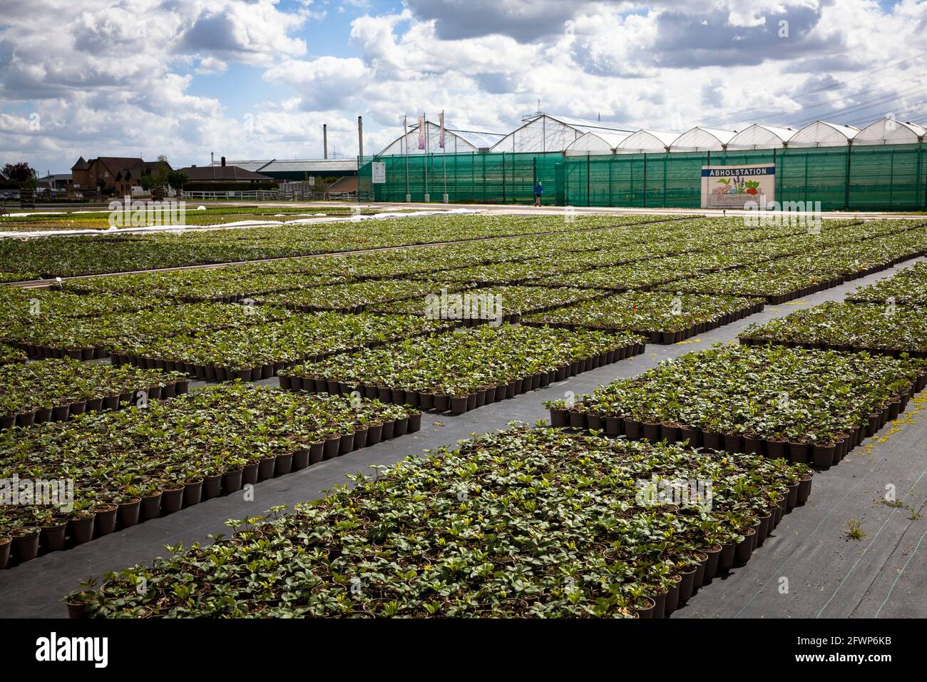 Pots de fleurs d'un grand jardin de pépinière, culture, Pulheim-Sinnersdorf, Rhénanie-du-Nord-Westphalie, Allemagne. Blumentoepfe einer Grossgaertnerei, Anzucht Banque D'Images