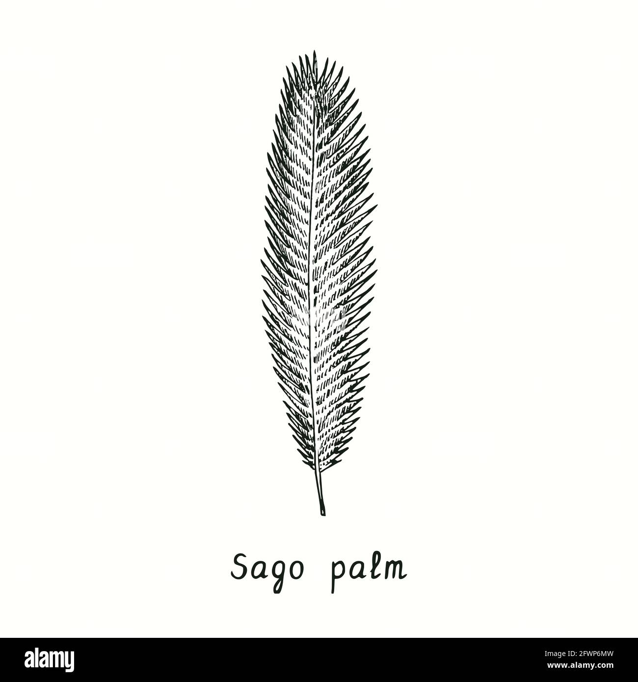 Feuille de palmier sagou (Cycas revolut). Dessin d'une boisée noire et blanche à l'encre. Banque D'Images