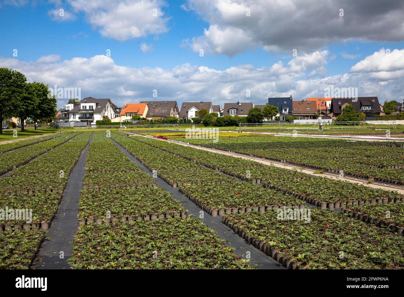 Pots de fleurs d'un grand jardin de pépinière, culture, Pulheim-Sinnersdorf, Rhénanie-du-Nord-Westphalie, Allemagne. Blumentoepfe einer Grossgaertnerei, Anzucht Banque D'Images