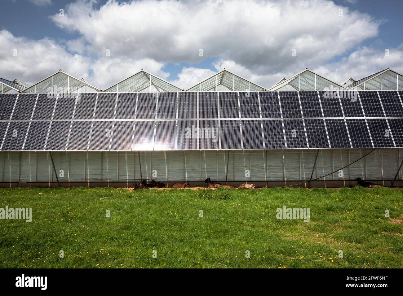 Modules photovoltaïques, panneaux solaires sur les serres d'un jardin d'enfants à Pulheim-Sinnersdorf, les chèvres se trouvent à l'ombre, Rhénanie-du-Nord-Westphalie, Allemagne. Banque D'Images