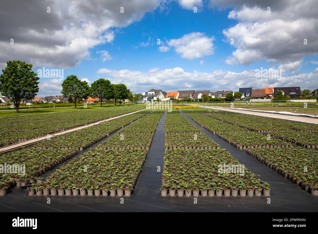 Pots de fleurs d'un grand jardin de pépinière, culture, Pulheim-Sinnersdorf, Rhénanie-du-Nord-Westphalie, Allemagne. Blumentoepfe einer Grossgaertnerei, Anzucht Banque D'Images
