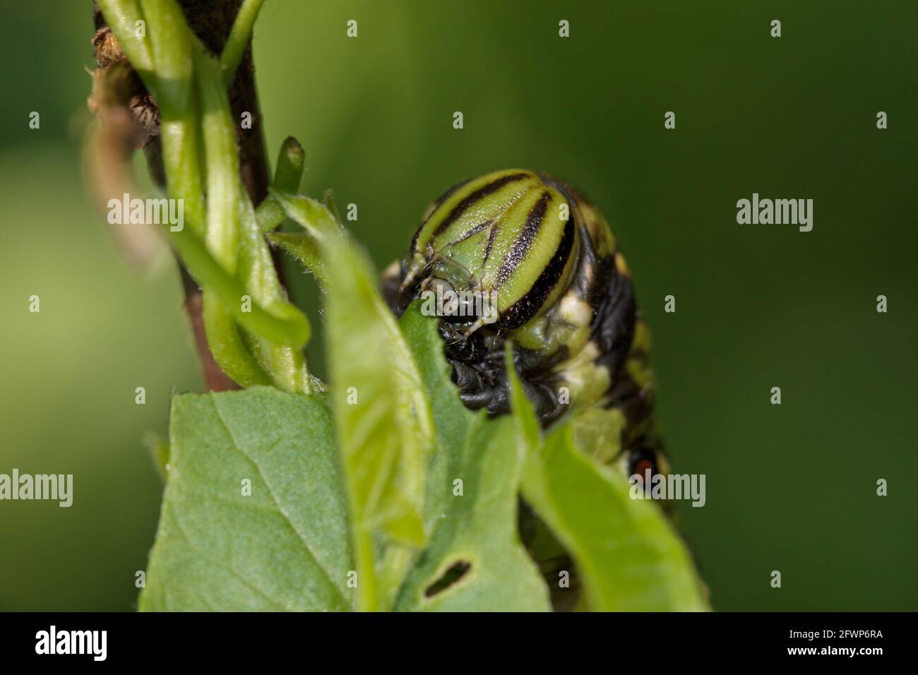 Larve d'Agrius convolvuli se nourrissant sur une feuille du Convolvulus. Banque D'Images