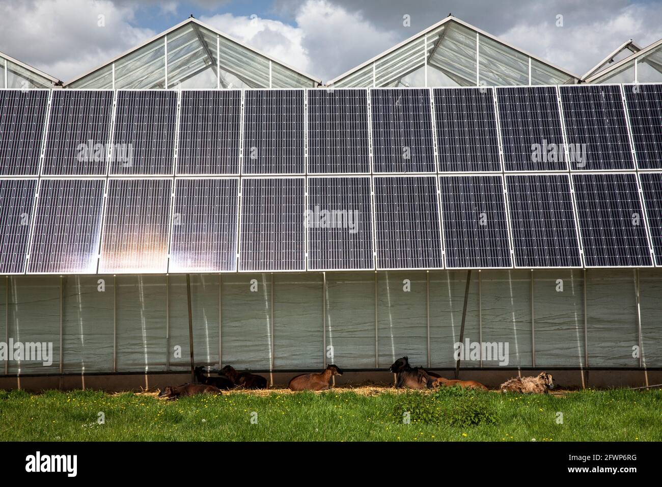 Modules photovoltaïques, panneaux solaires sur les serres d'un jardin d'enfants à Pulheim-Sinnersdorf, les chèvres se trouvent à l'ombre, Rhénanie-du-Nord-Westphalie, Allemagne. Banque D'Images