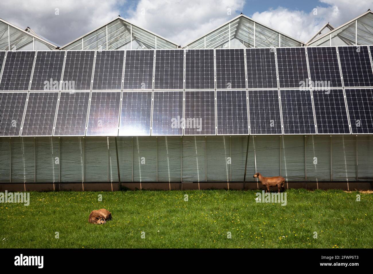 Modules photovoltaïques, panneaux solaires sur les serres d'un jardin d'enfants à Pulheim-Sinnersdorf, chèvres, Rhénanie-du-Nord-Westphalie, Allemagne. Photovoltaikanl Banque D'Images