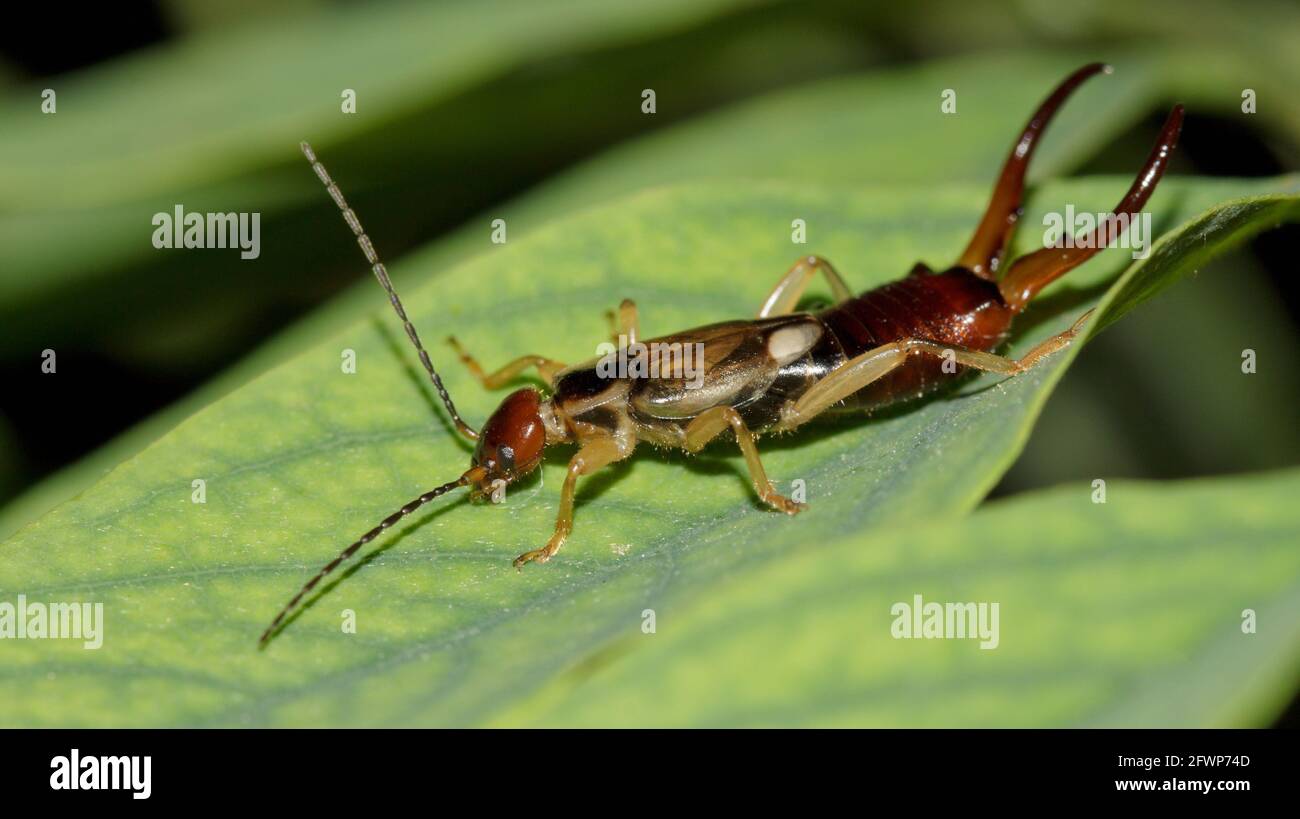 Macro photographie de la perruque mâle commune dorée et rougeâtre (Forficula auricularia) sur une feuille. Banque D'Images