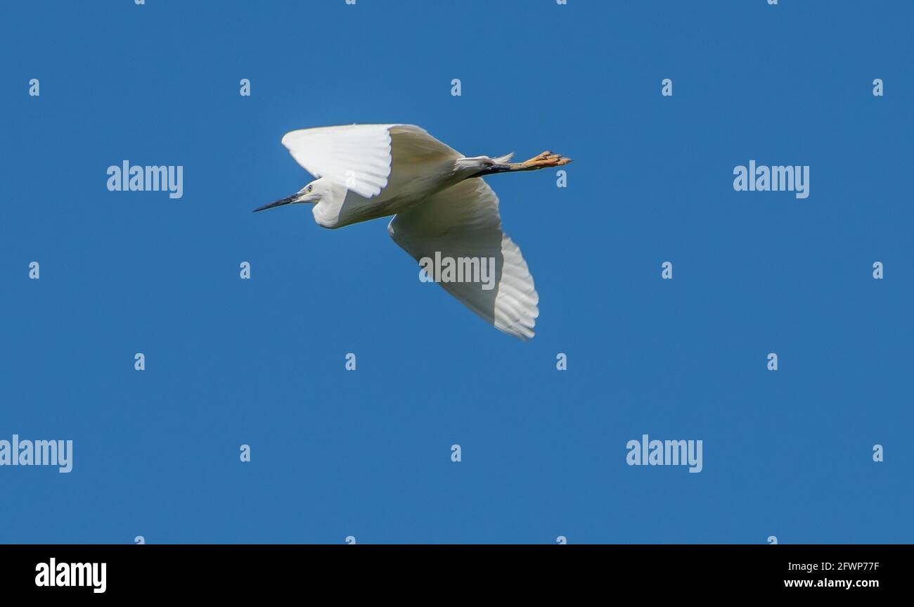 Un petit vol d'aigrette, Arnside, Milnthorpe, Cumbria, Royaume-Uni Banque D'Images