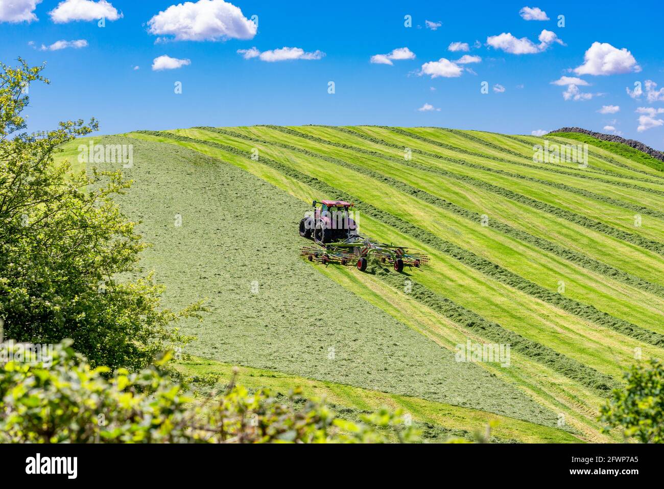 Râtelage d'un champ d'herbe coupée pour l'ensilage sur une ferme, Silverdale, Carnforth, Lancashire, Royaume-Uni Banque D'Images