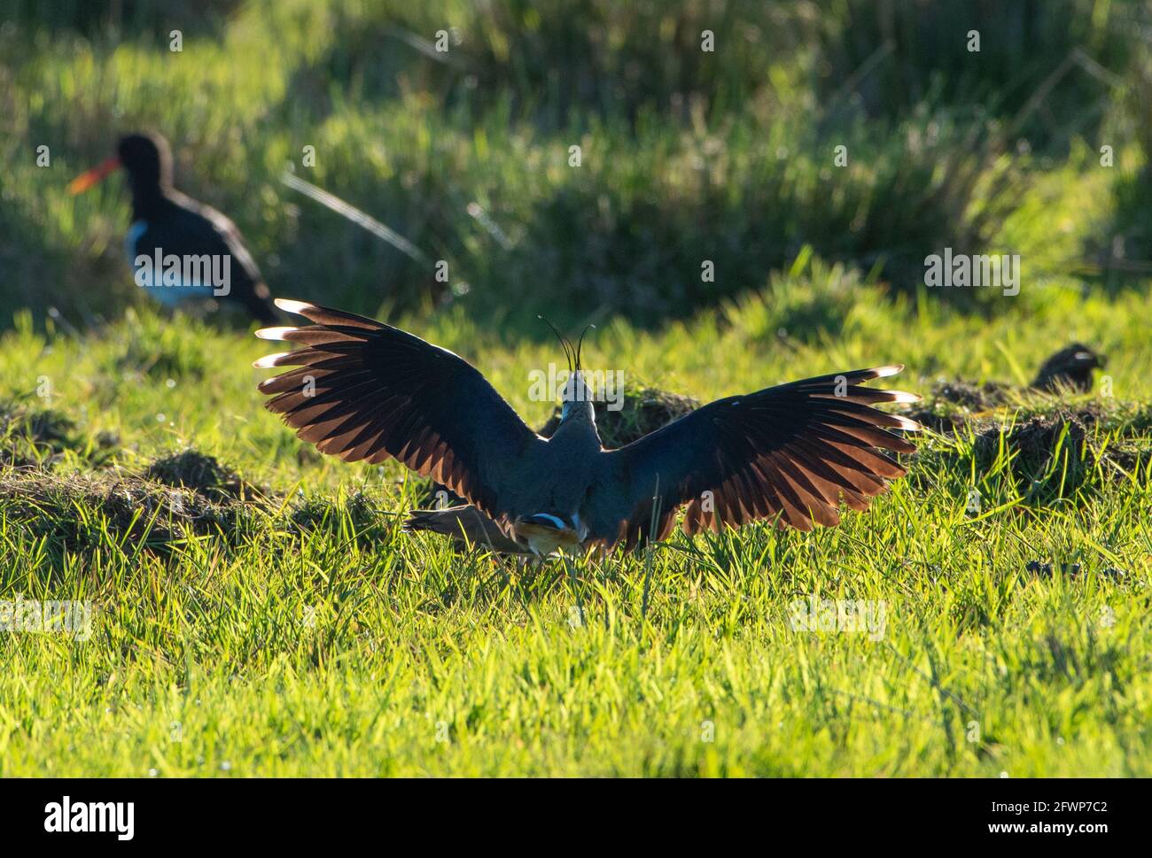 Lapwings accouplement, Whitewell, Clitheroe, Lancashire, Royaume-Uni. Banque D'Images