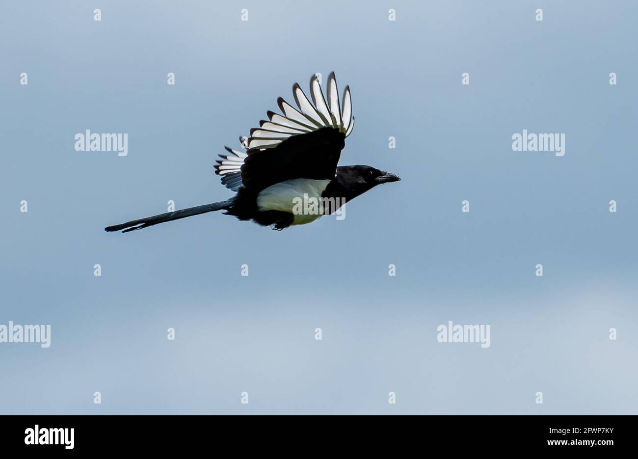 Un magpie volant sur Humphrey Head, Allithwaite, Grange-over-Sands, Cumbria. Banque D'Images
