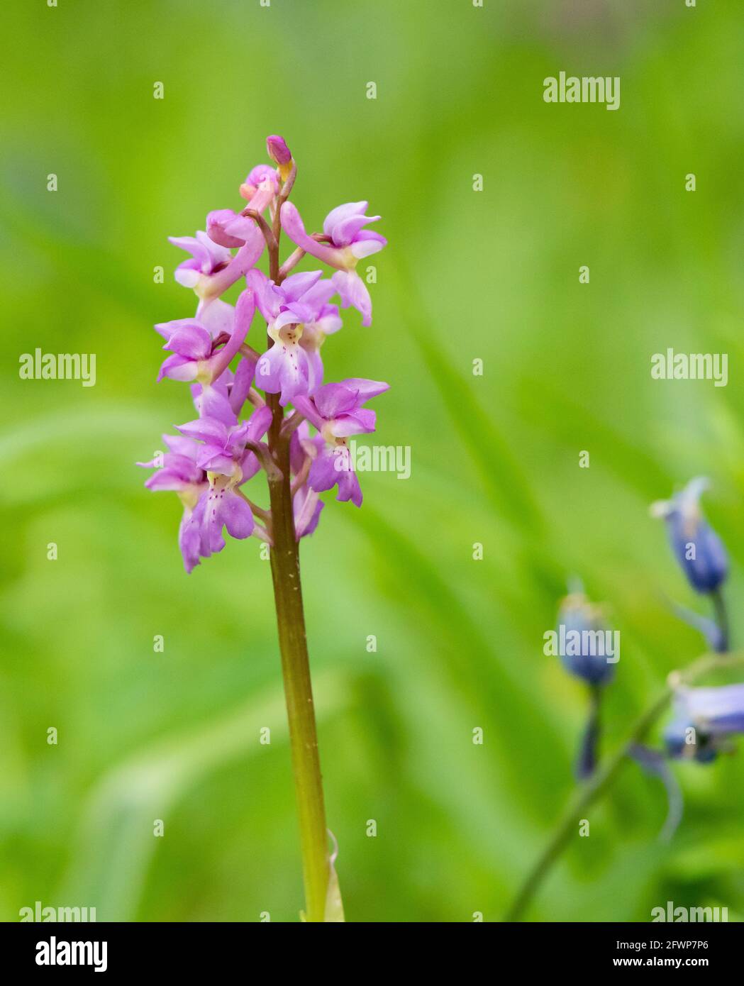 Une orchidée parfumée sur Humphrey Head, Allithwaite, Grange-over-Sands, Cumbria. Banque D'Images