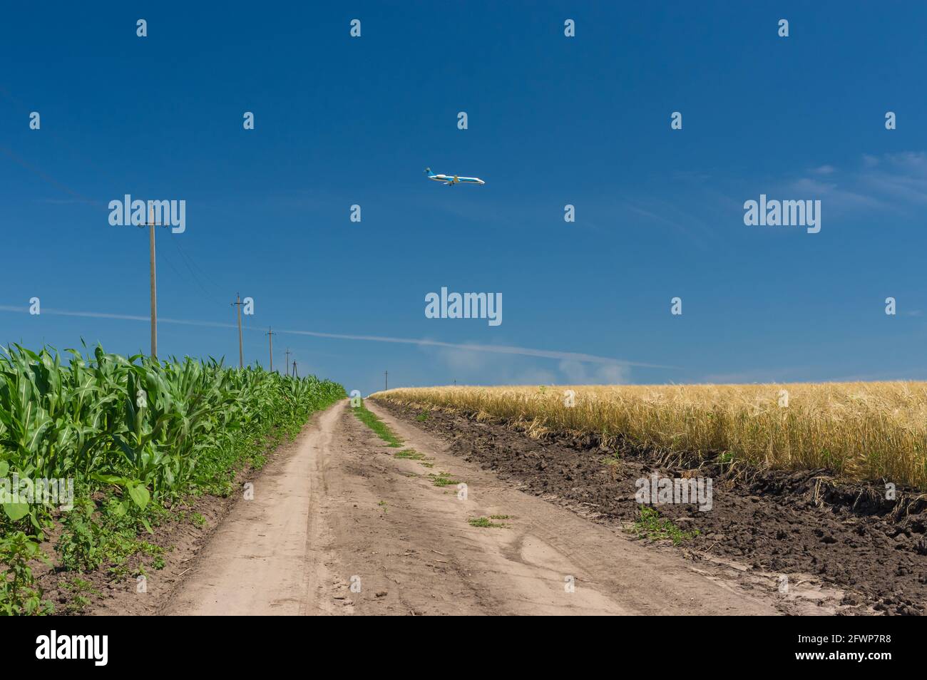 Paysage ukrainien d'été avec maïs et champs de blé nad terre Route entre eux près de l'aéroport de Dnipro Banque D'Images