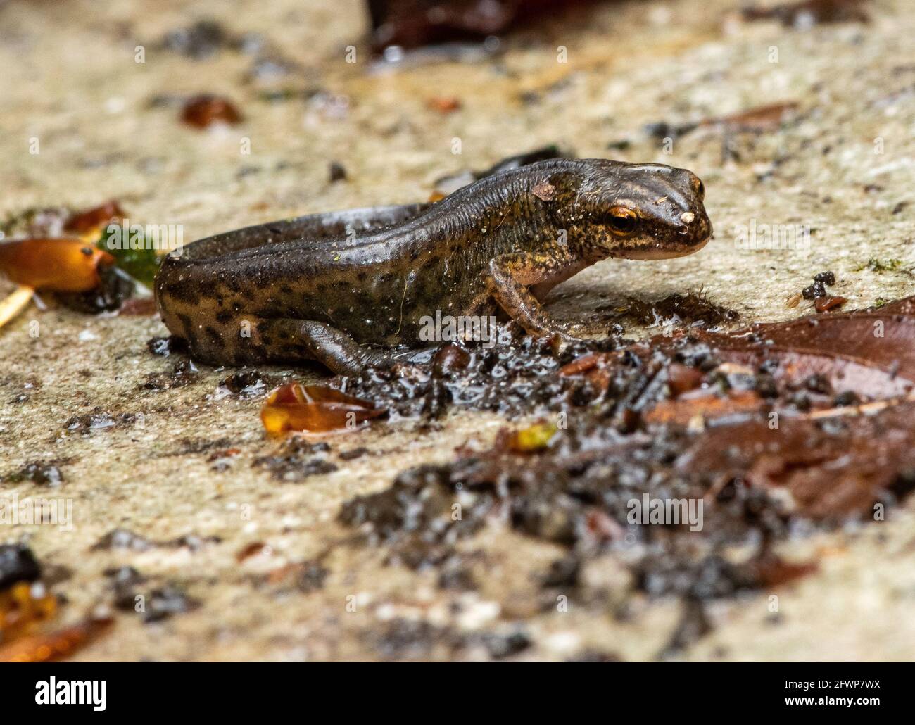 Femme douce newt dans un jardin, Chipping, Preston, Lancashire, Royaume-Uni Banque D'Images