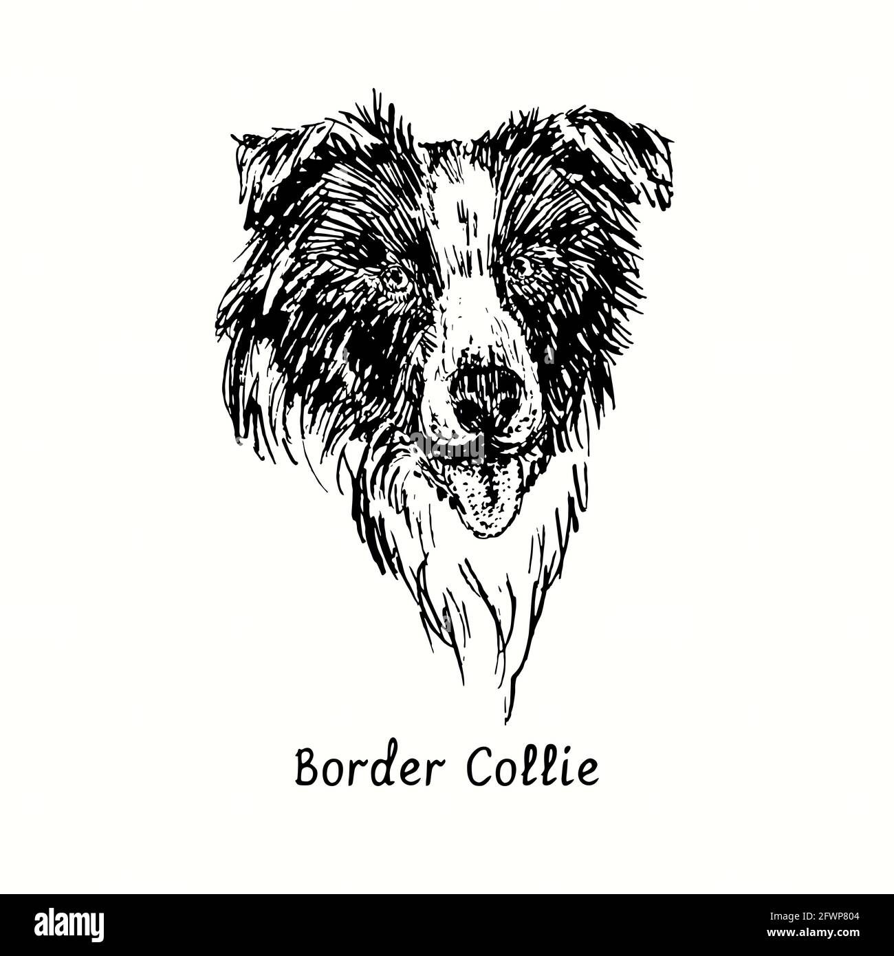 Vue avant de Border Collie Muzzle. Dessin d'une boisée noire et blanche à l'encre. Banque D'Images