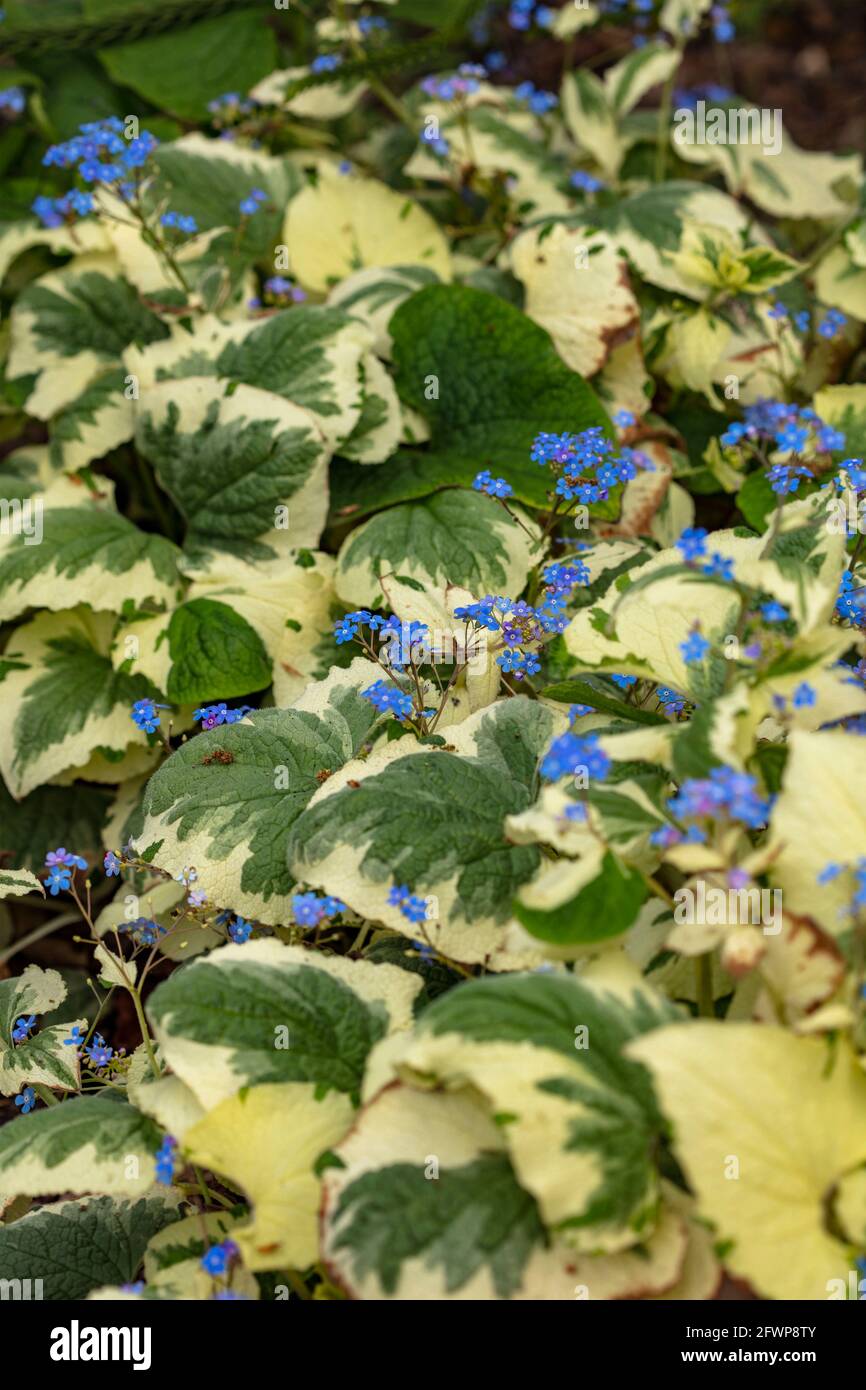 Brunnera macrophylla – Dawson White, fleurs et feuillage variégé au printemps Banque D'Images