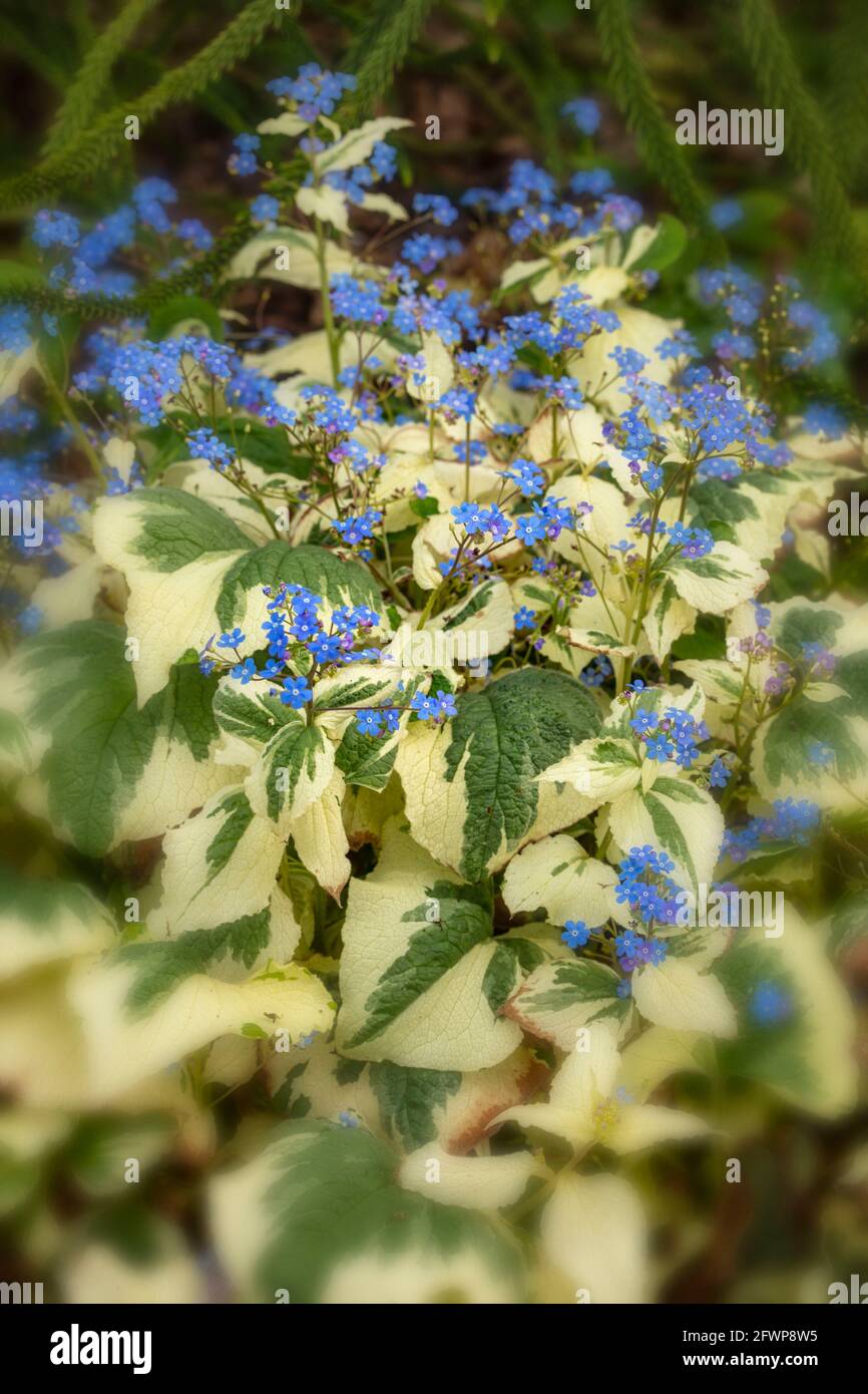 Brunnera macrophylla – Dawson White, fleurs et feuillage variégé au printemps Banque D'Images