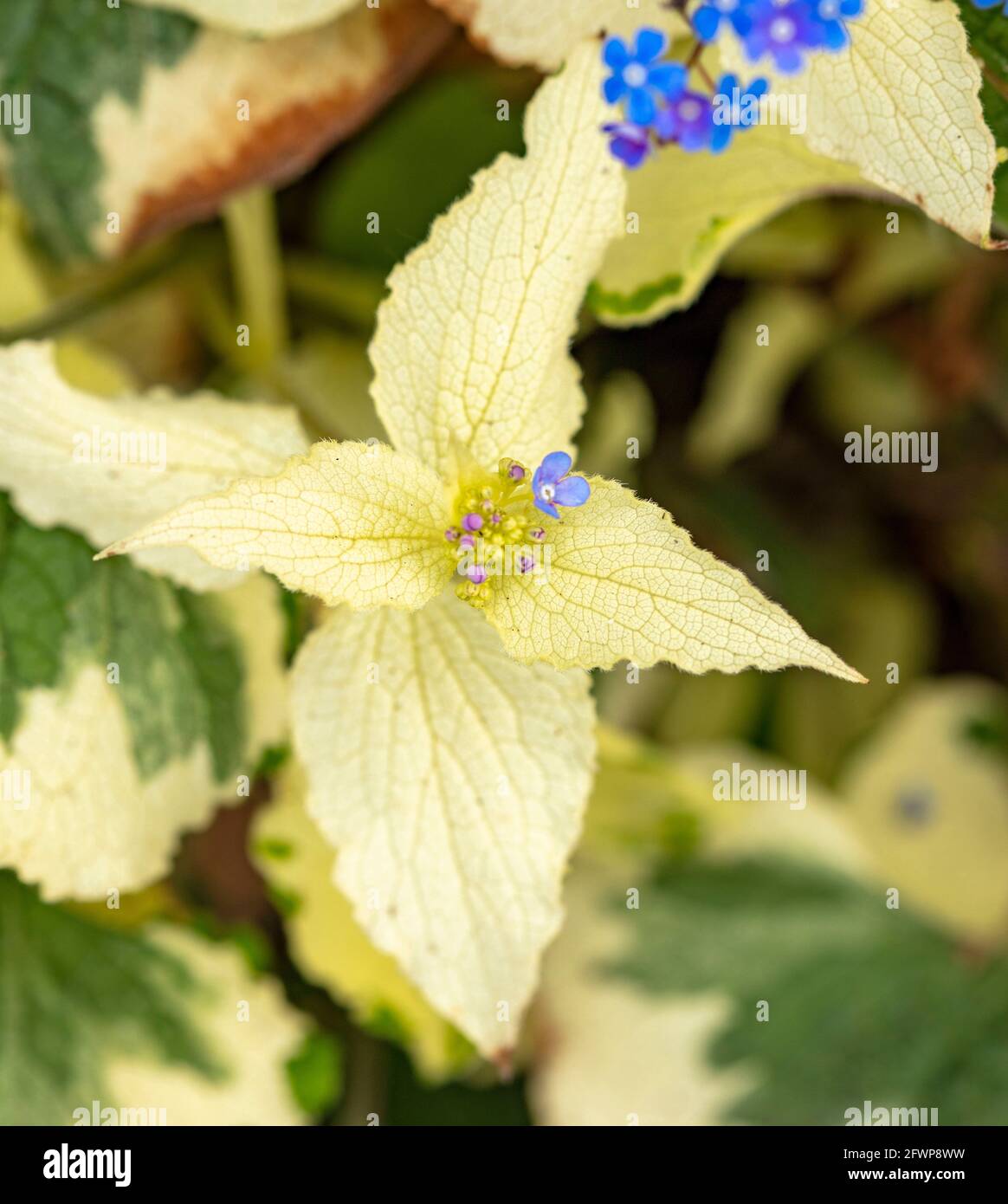 Bugloss sibérien 'blanc de Dawson', Brunnera macrophylla 'Variegata', Brunnera, feuillage et fleurs. Portrait naturel des plantes au printemps Banque D'Images