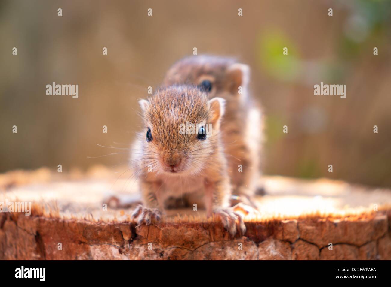Petits écureuils perdus dans la nature, mignons et adorables orphelins écureuils bébés sont confus et regardant caméra, trois écureuils rayés palmier maigre forwa Banque D'Images