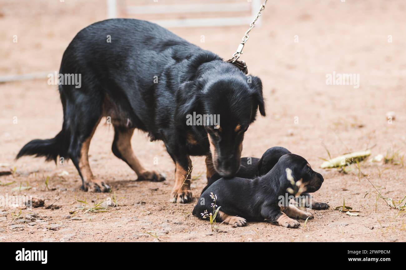 Dachshund maman prenant soin de son nouveau-né pups bébé, deux chiots qui reposent sur le sol. Propriétaire tenant la laisse de maman chien. Banque D'Images