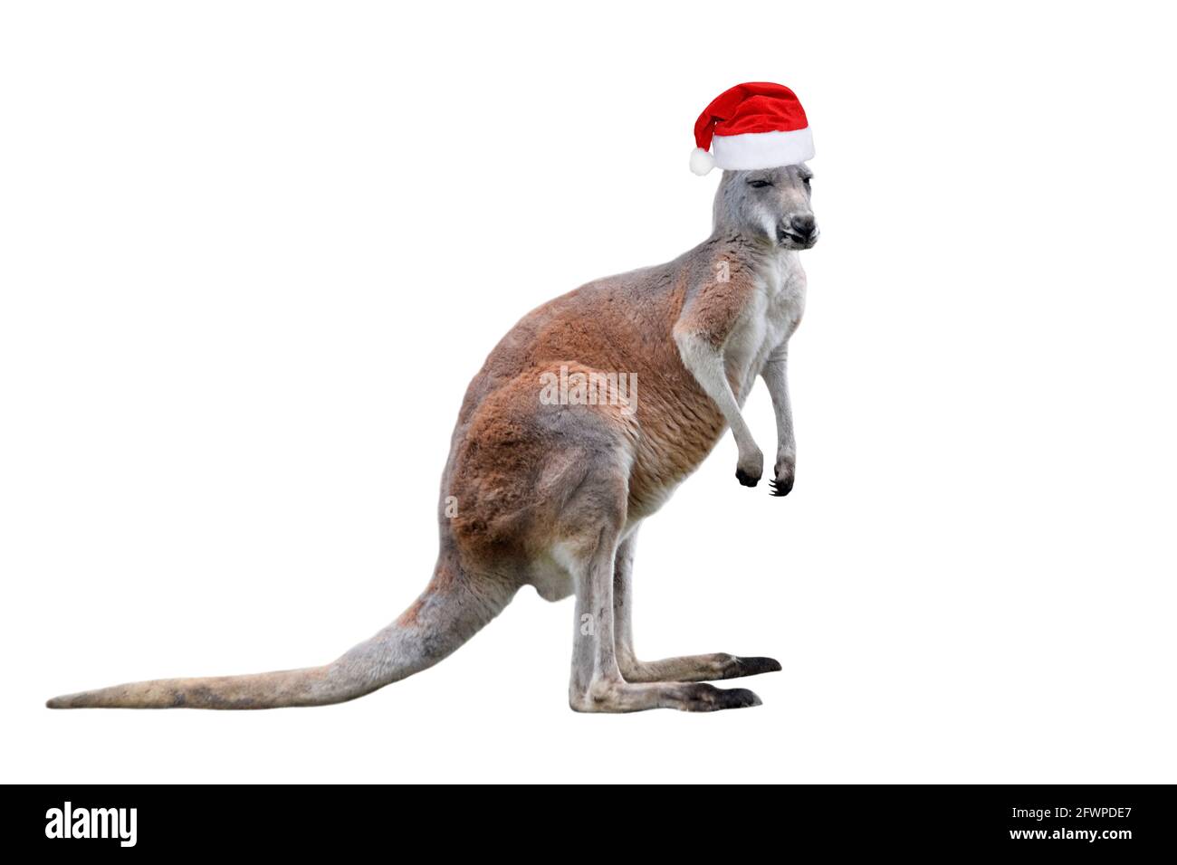 Kangourou masculin dans un chapeau de Noël isolé sur fond blanc. Banque D'Images