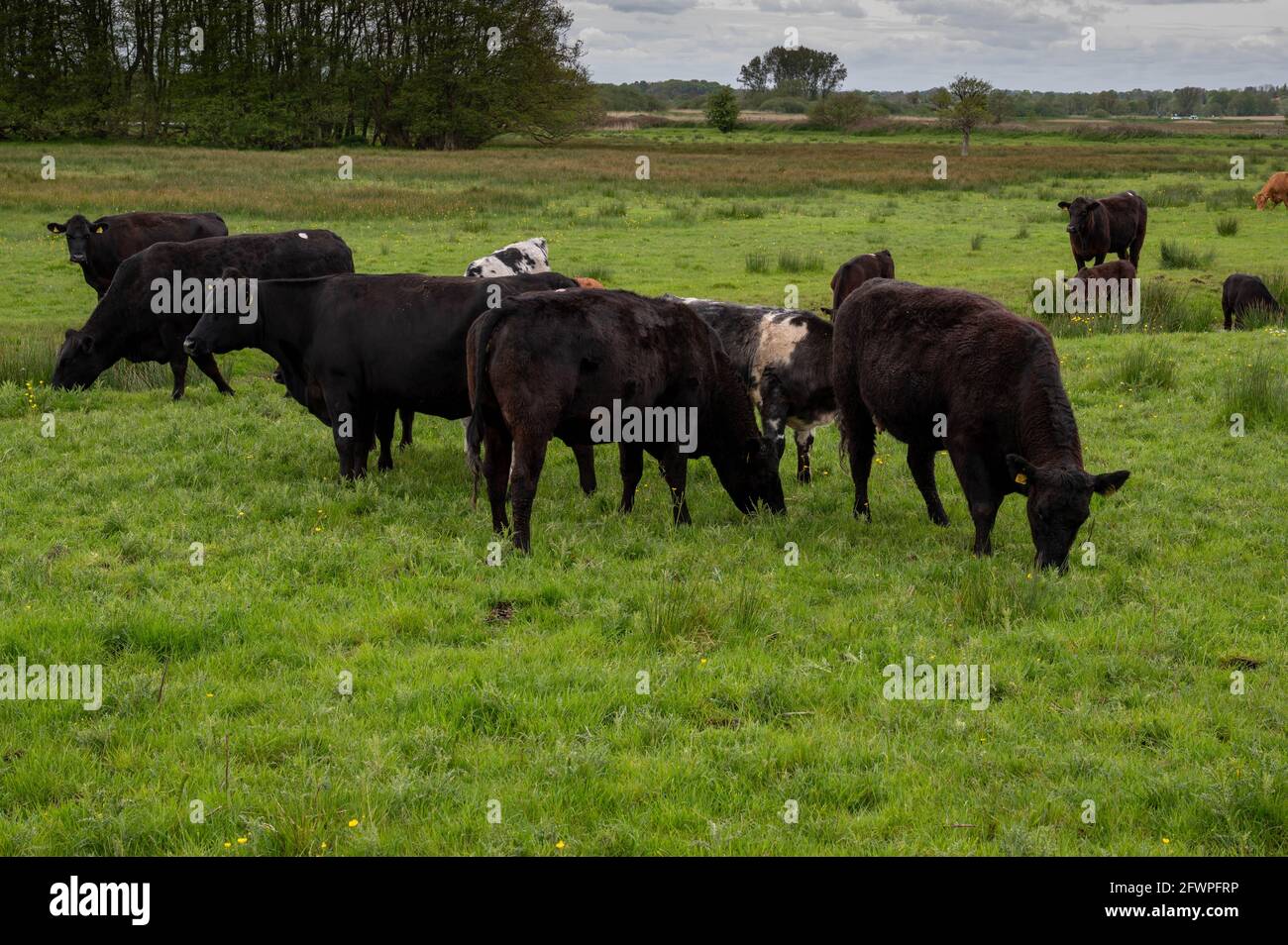 Un champ avec un certain nombre de vaches avec des veaux dedans un champ mangeant de l'herbe Banque D'Images