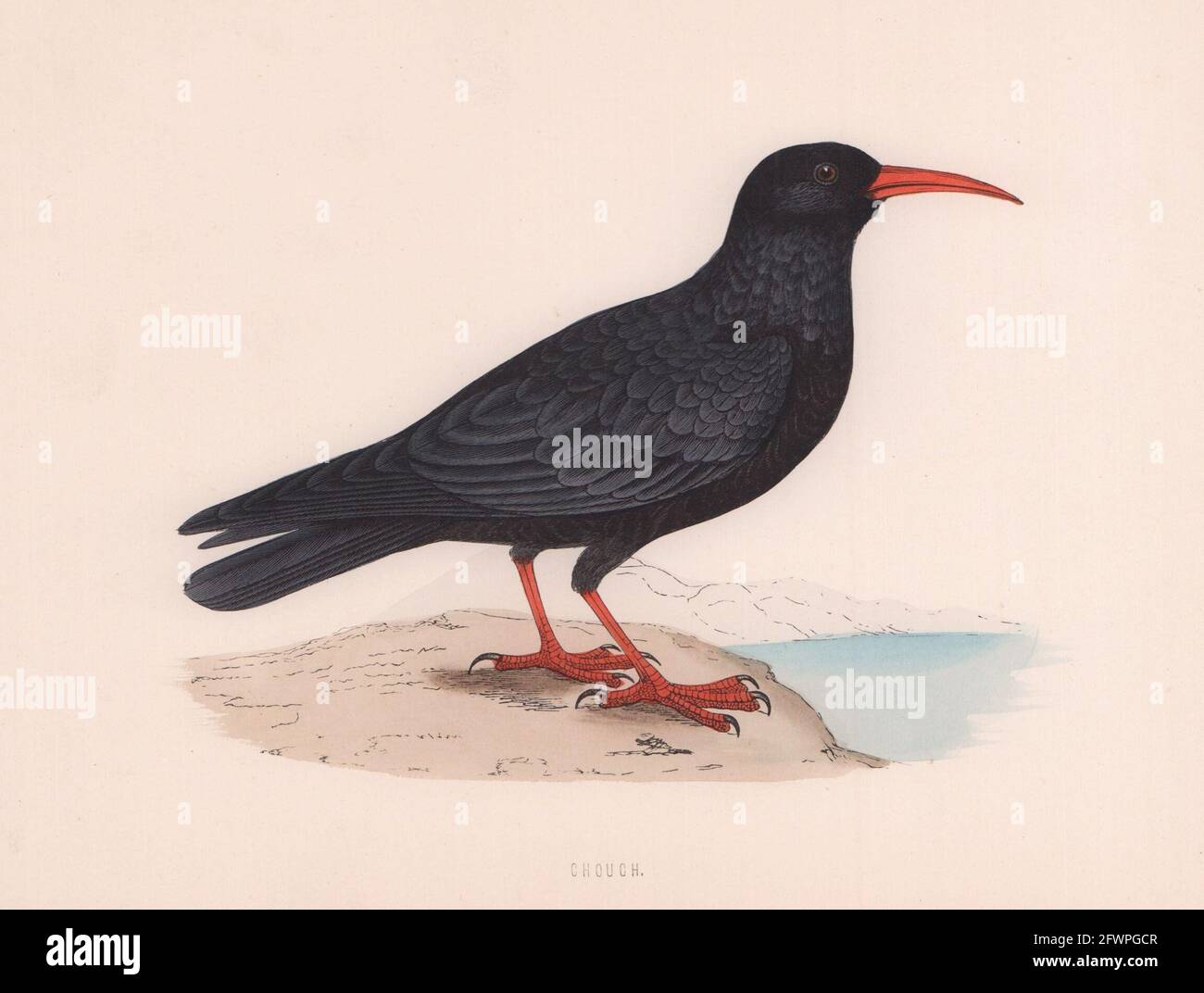 Chough. Morris's British Birds. Imprimé couleur antique 1870 vieux Banque D'Images