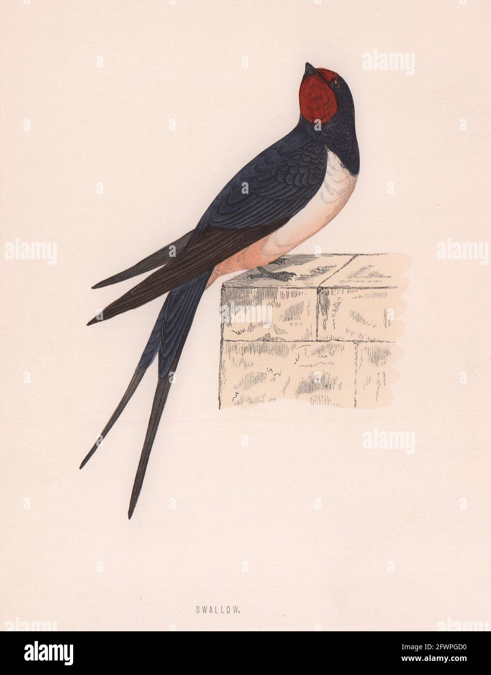 Déglutissez. Morris's British Birds. Imprimé couleur antique 1870 vieux Banque D'Images