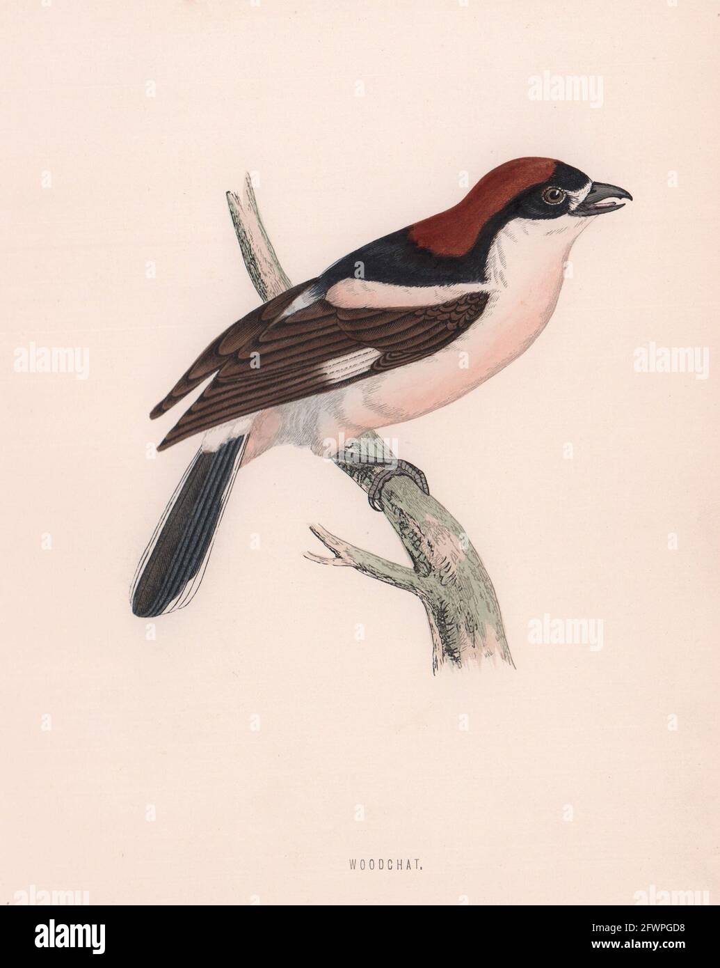 Woodchat. Morris's British Birds. Imprimé couleur antique 1870 vieux Banque D'Images