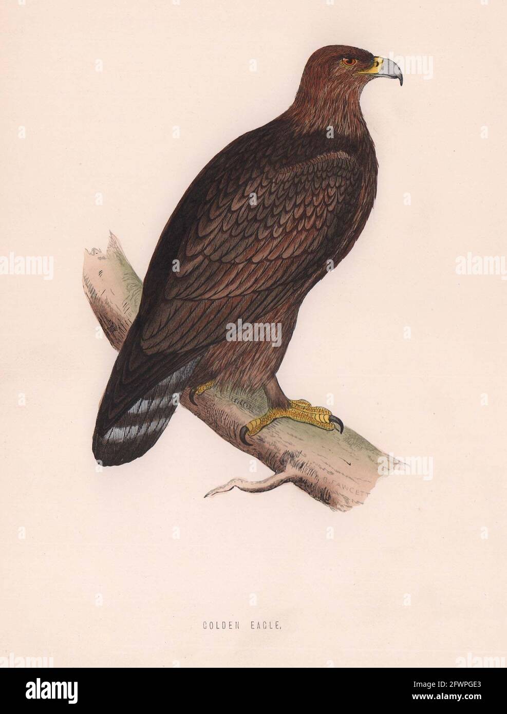 Aigle d'or. Morris's British Birds. Impression couleur antique 1870 Banque D'Images