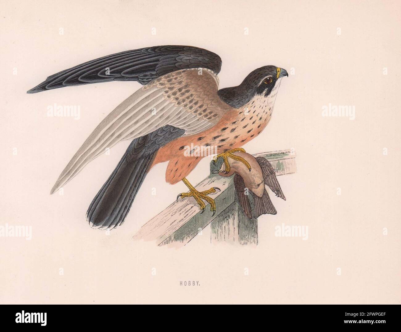 Passe-temps. Morris's British Birds. Imprimé couleur antique 1870 vieux Banque D'Images
