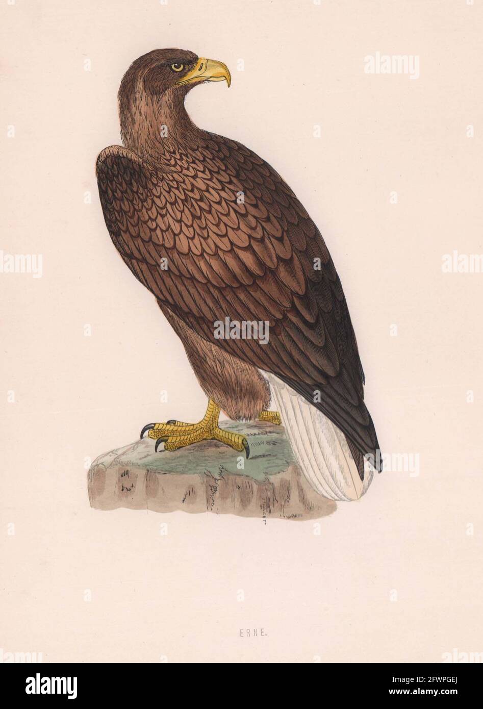 Erne. Morris's British Birds. Imprimé couleur antique 1870 vieux Banque D'Images