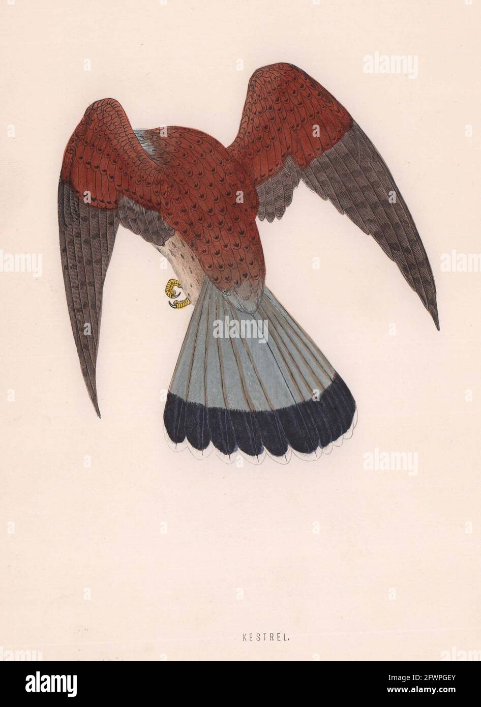 Kestrel. Morris's British Birds. Imprimé couleur antique 1870 vieux Banque D'Images