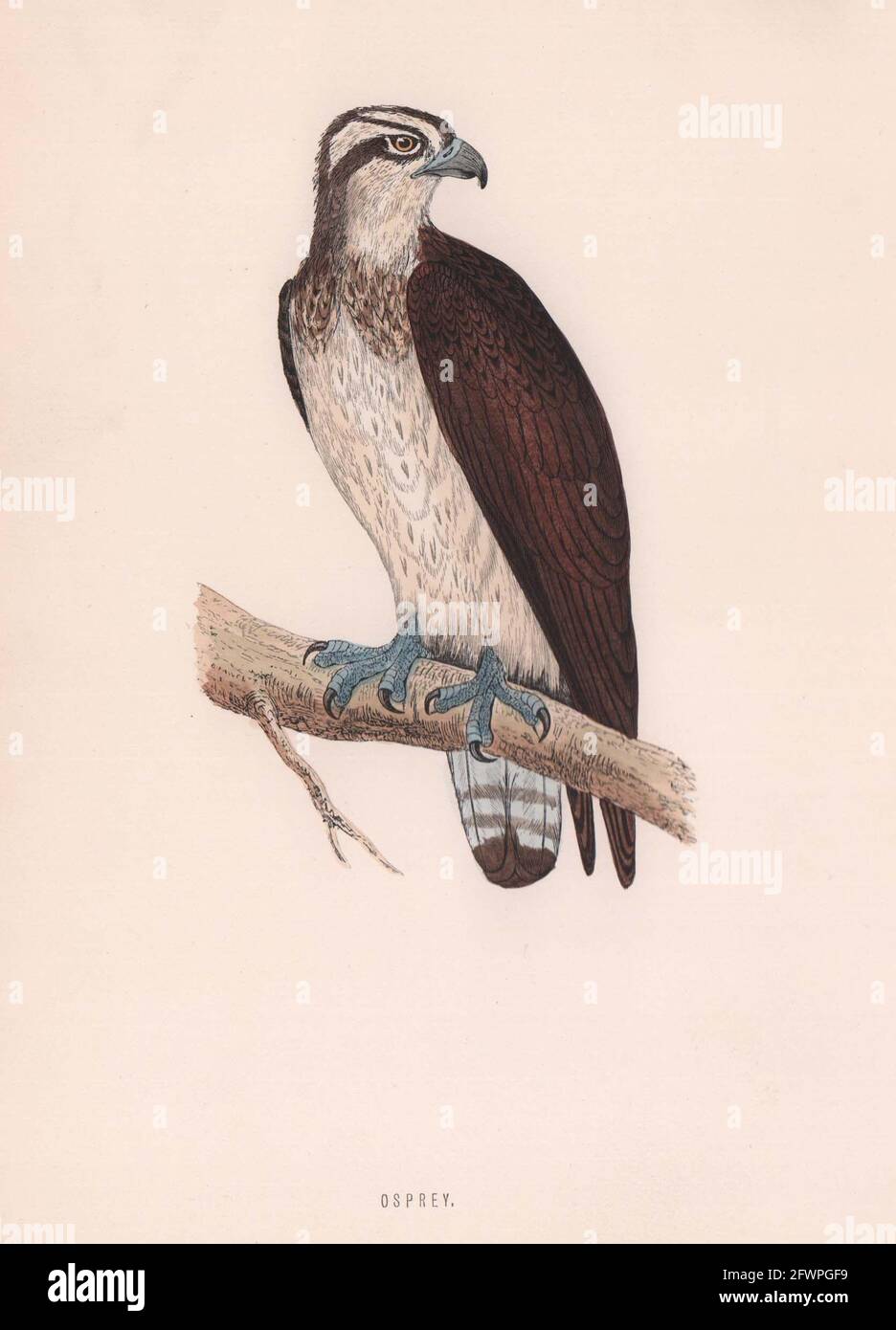 Osprey. Morris's British Birds. Imprimé couleur antique 1870 vieux Banque D'Images