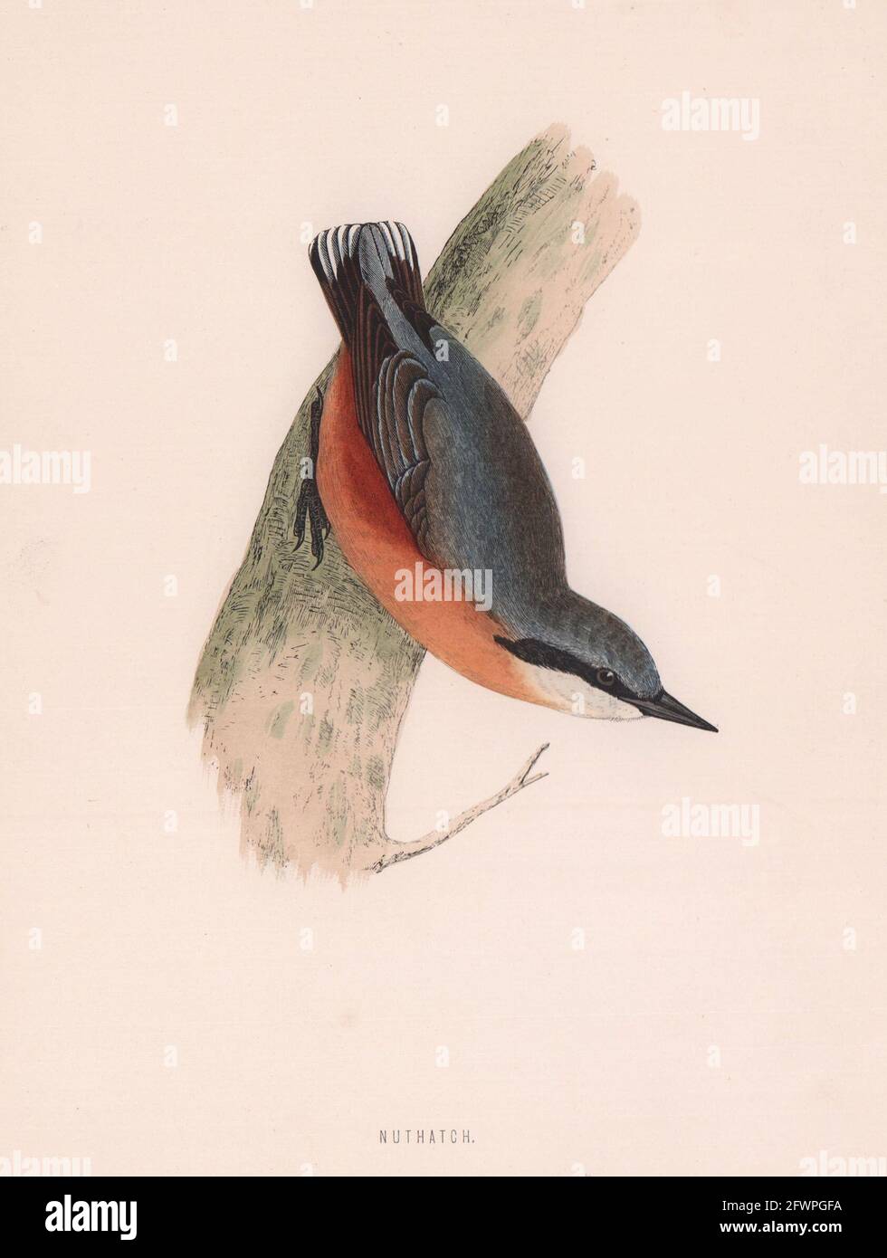 Nuthatch. Morris's British Birds. Imprimé couleur antique 1870 vieux Banque D'Images