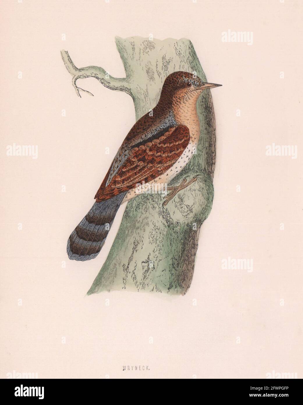 Encolure ronde. Morris's British Birds. Imprimé couleur antique 1870 vieux Banque D'Images